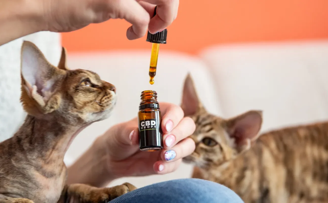 Top 6 CBD Brands Every Pet Owner Should Know