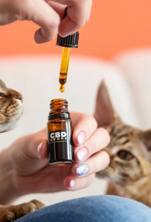 Top 6 CBD Brands Every Pet Owner Should Know