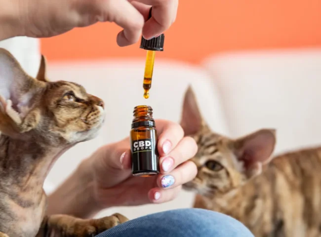 Top 6 CBD Brands Every Pet Owner Should Know