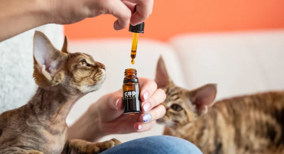 Top 6 CBD Brands Every Pet Owner Should Know